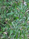 Green napier grass texture