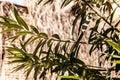 green narrow leaves in the sunlight, close-up