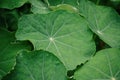 Green Nasturtium leaves beautiful with many lines