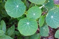 GREEN NASTURTIUM LEAVES IN A GARDEN