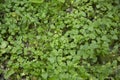 Green nasturtiums leaves in a meadow Royalty Free Stock Photo