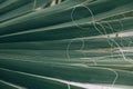 Green natural abstract background palm leaf closeup Royalty Free Stock Photo