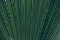 Green natural abstract background palm leaf closeup Royalty Free Stock Photo