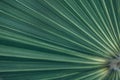 Green natural abstract background palm leaf closeup Royalty Free Stock Photo