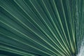 Green natural abstract background palm leaf closeup Royalty Free Stock Photo