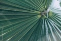 Green natural abstract background palm leaf closeup Royalty Free Stock Photo