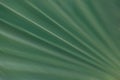 Green natural abstract background palm leaf closeup Royalty Free Stock Photo