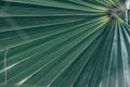 Green natural abstract background palm leaf closeup Royalty Free Stock Photo