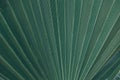 Green natural abstract background palm leaf closeup Royalty Free Stock Photo