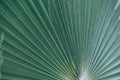 Green natural abstract background palm leaf closeup Royalty Free Stock Photo