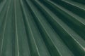 Green natural abstract background palm leaf closeup Royalty Free Stock Photo