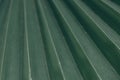 Green natural abstract background palm leaf closeup Royalty Free Stock Photo