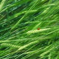 Green Natural Background Of Cereal Spike With Ladybug Royalty Free Stock Photo