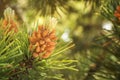 A green natural background with close-up view of a branch of pine flowering at the forest on sunny day, Kaliningrad region