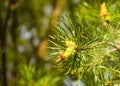 A green natural background with close-up view of a branch of pine flowering at the forest on sunny day. Young pine buds. Flowering