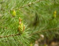 A green natural background with close-up view of a branch of pine flowering at the forest on sunny day. Young pine buds. Flowering