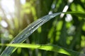 Green natural background, closeup of fresh sugar cane leaf with dew under sunlight on blurred greenery bokeh background in early Royalty Free Stock Photo