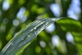 Green natural background, closeup of fresh sugar cane leaf with dew under sunlight on blurred greenery bokeh background in early Royalty Free Stock Photo
