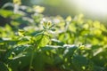 Green natural background. Delicate young green twig on an abstract background of green bokeh. Copy space. Symbol of ecology and Royalty Free Stock Photo