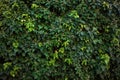 Green Natural Background Of Ivy Leaves Growing On A Wall Outdoors