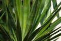 Green natural background of the leaves of a Yucca plant in the garden Royalty Free Stock Photo