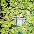 Green natural background with pistia water plant Royalty Free Stock Photo