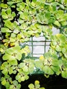 Green natural background with pistia water plant