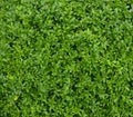 Green natural background Royalty Free Stock Photo