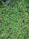 Green natural background of small leaves. Greenery summer or spring grass carpet texture. Blueish solid leaf surface vertical pat Royalty Free Stock Photo