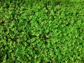 Green natural background of small leaves. Greenery summer or spring grass carpet texture. Greenish solid leaf surface horizontal Royalty Free Stock Photo