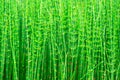 Green natural background - thickets of horsetails Royalty Free Stock Photo