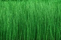 Green natural background - thickets of horsetails Royalty Free Stock Photo