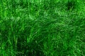Green natural background - thickets of marsh grass Royalty Free Stock Photo