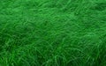 Green natural background - thickets of marsh grass Royalty Free Stock Photo