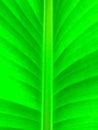 green natural Royalty Free Stock Photo