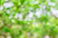 Green Natural Bokeo Background Royalty Free Stock Photo
