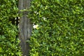 Green natural bush fence or boundary wall