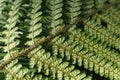 green natural fern texture