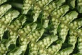 green natural fern texture