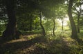 Green natural forest in summer