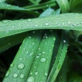 green natural grass background with water drops. focus. macro Royalty Free Stock Photo