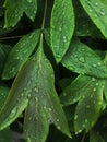 green natural grass background with water drops. focus. macro Royalty Free Stock Photo