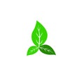 Green natural leavs icon