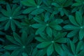 Green natural lupine leaves with texture, creative template, abstract background,