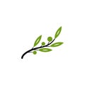 Green natural olive tree vector. Royalty Free Stock Photo