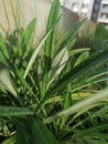 Green natural plants in Egypt Royalty Free Stock Photo