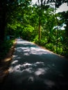 Green natural road in an afternoon with background blur and focus on the subject