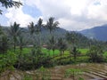 Green natural scenery with the nuances of the hills of rice fields and beautiful coconut trees