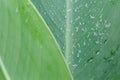 Close up tropical plant leaves with droplets on skin surface Royalty Free Stock Photo