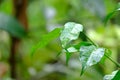 Close up tropical plant leaves with droplets on skin surface and warm light Royalty Free Stock Photo